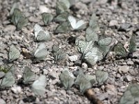 Schmetterlingsschwarm-Details